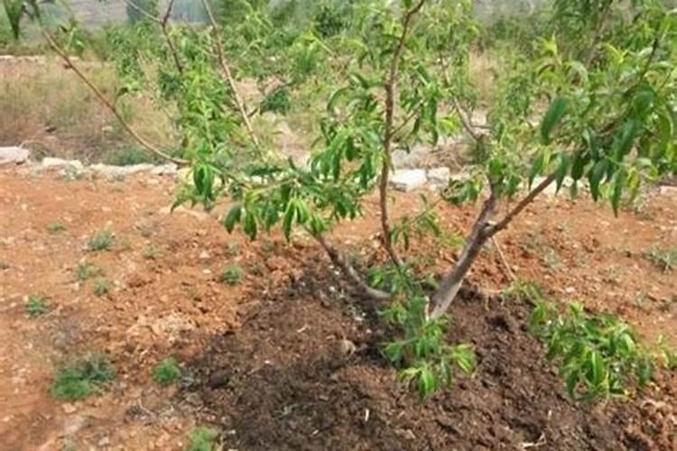 洗菠菜时水是绿色的怎么回事