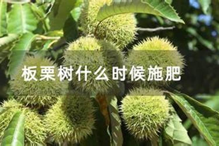 板栗采摘后怎样管理 板栗养殖技巧