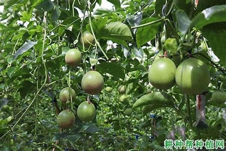 氨基肥微量原素液面肥哪个品牌好