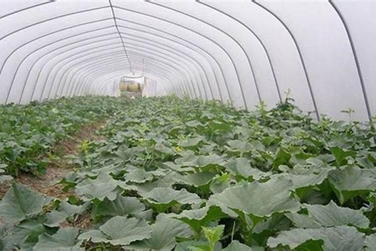 西瓜有哪些施肥技术啊？追肥怎么做比较好