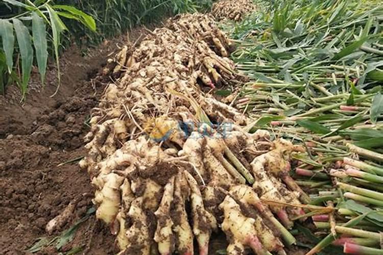 兰花灌根杀虫和杀菌后第几天浇水好？