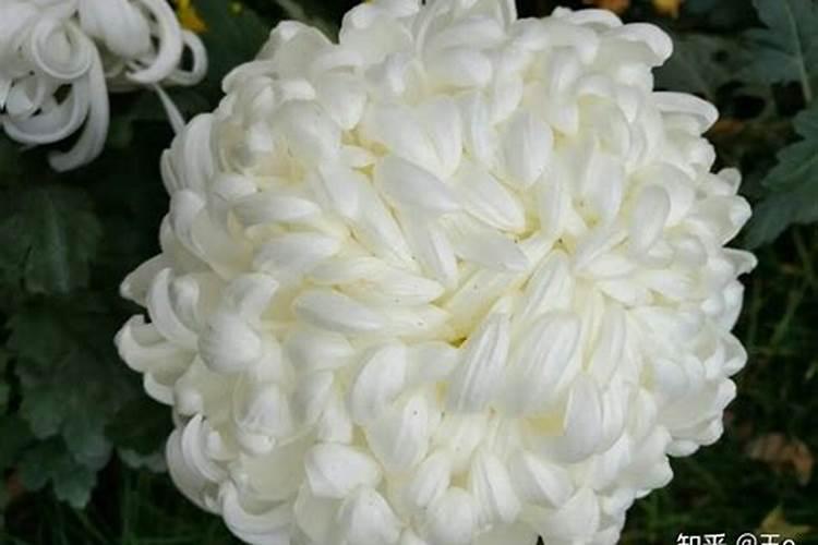 马为什么会跑死啊,难道累到实在跑不动不会停下来吗？