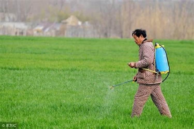 大岩桐的叶子并没有沾水,为什么边缘会变黑？如何挽救？