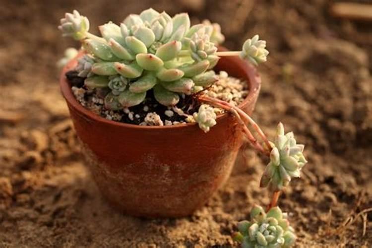 神农氏什么意思