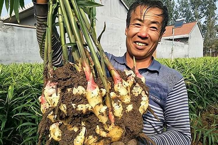 生姜的种植技术和管理？