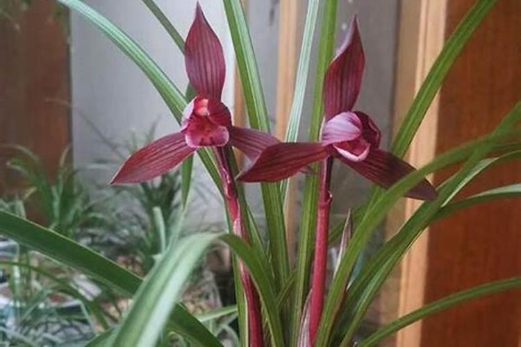 兰花怎么养护秋芽呼呼冒