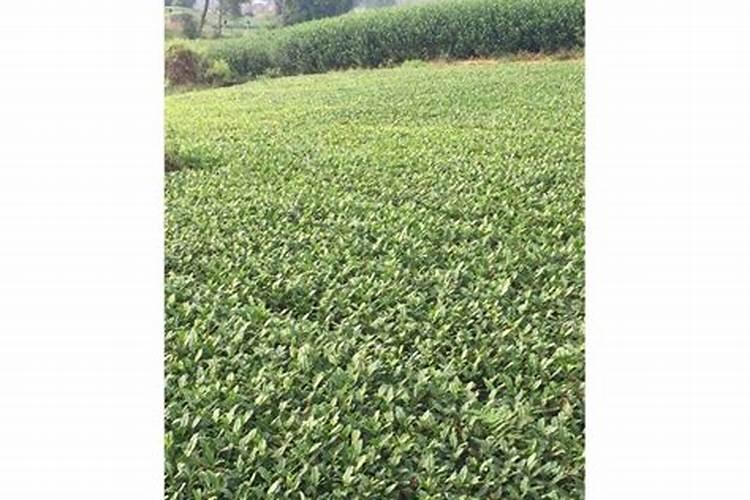 茶苗移栽最佳时间,移栽后多久施肥？怎么修剪管理？