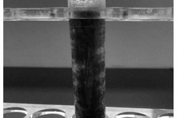 腐殖酸包覆的Fe3O4磁性纳米粒子可以高效去除水中的重金属离子,可是这种...