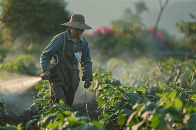 韭菜打什么药变绿