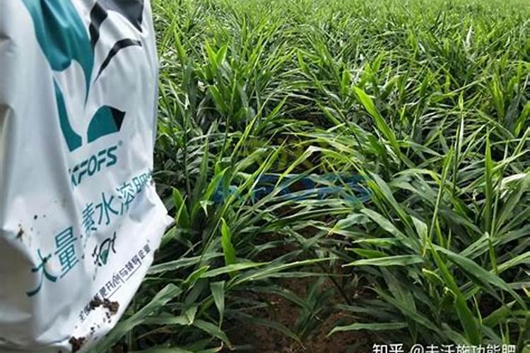 大量元素水溶肥如何施用？几天见效？3个施用技巧要掌握