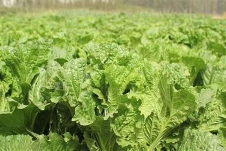 种大白菜用什么样的肥料好？