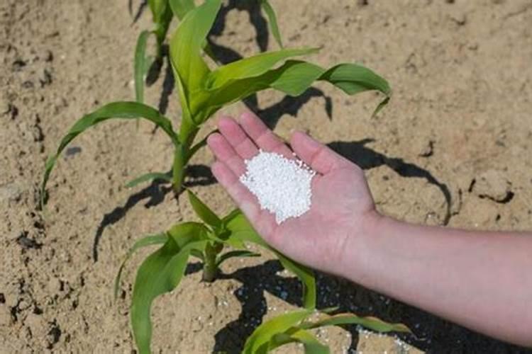 海藻叶面肥哪家好