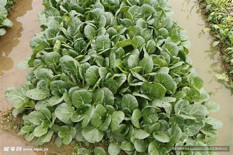 菜心施肥方法及注意事项 菜心施肥需要注意的地方