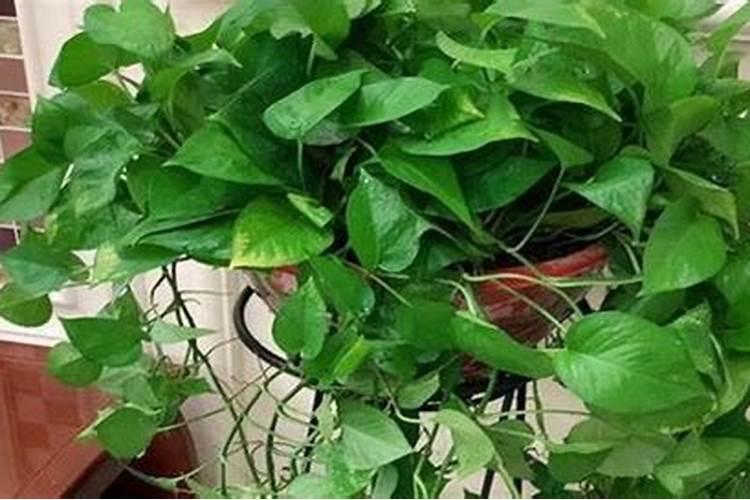 茄子喷药可以放红糖吗