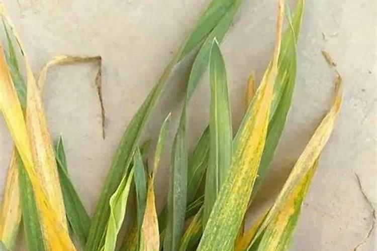小麦下部老叶发黄