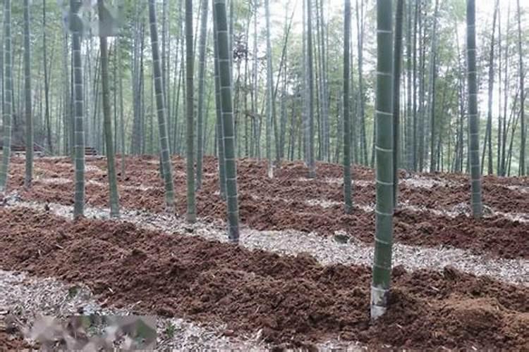 竹子施什么肥最好