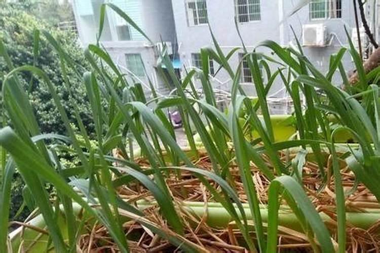 白醋浇韭菜正确方法