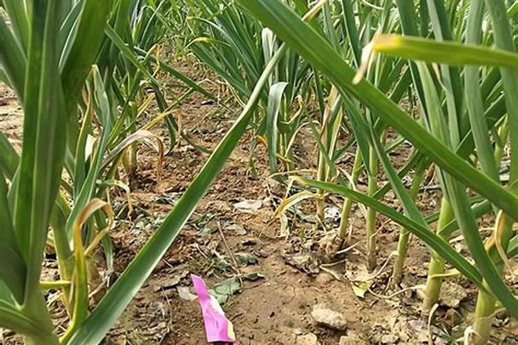 大蒜返青冲施肥用什么效果好