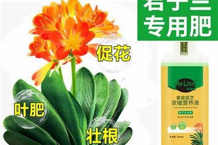 君子兰用什么肥料最好