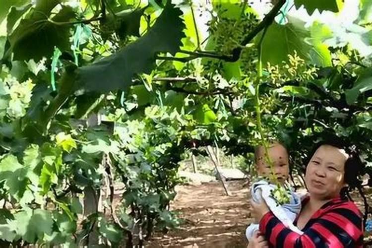 葡萄花期为什么不让浇水,开花的时候施什么肥