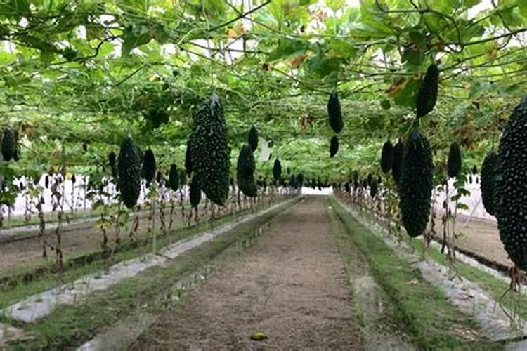 苦瓜施肥时间,施肥方法,施肥注意事项