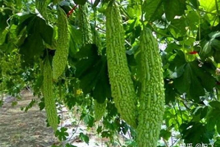 苦瓜施肥时间,施肥方法,施肥注意事项
