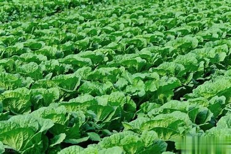 白菜包心期施什么肥 如何施肥才能高产