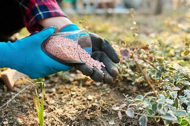 这花不施肥、不打药,旱上2个月,立马疯狂爆花!
