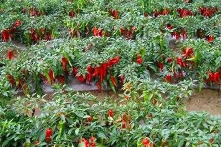 花多多是喷叶还是灌根