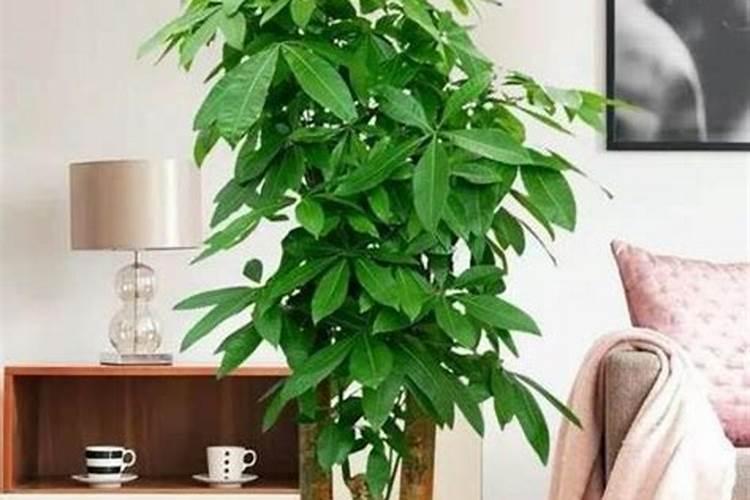 招财树用什么肥料好怎么施？