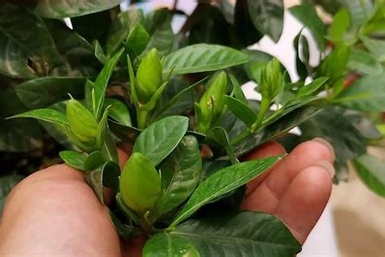 栀子花有花苞的话,应该怎么去施肥？