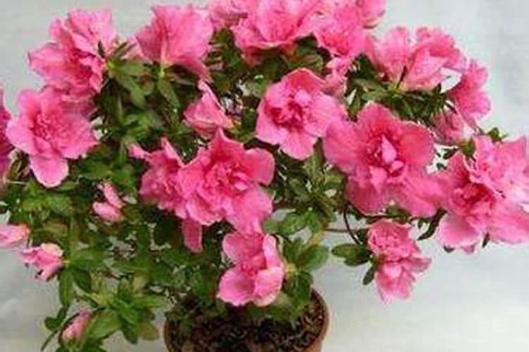 杜鹃花怎么施肥