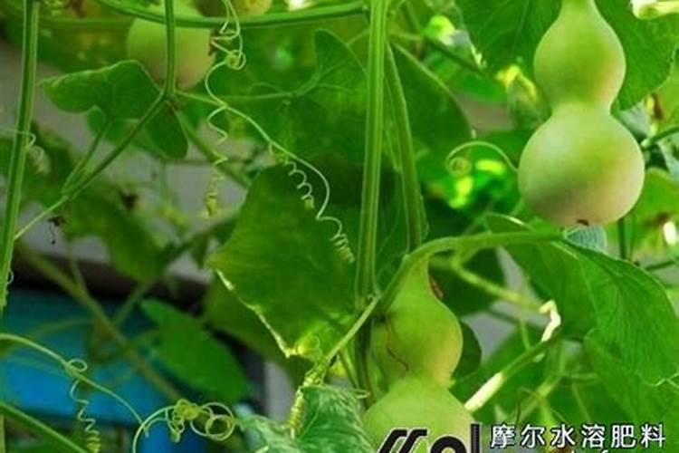 葫芦浇什么肥料合适