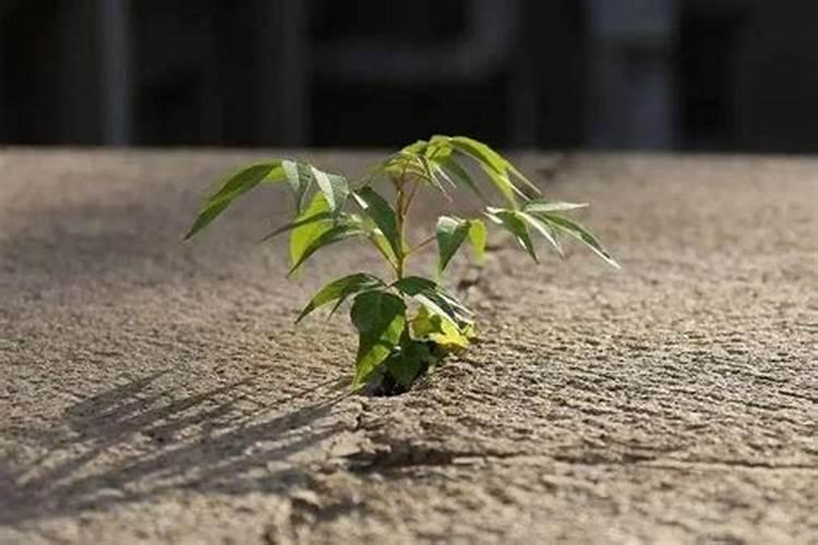 第一年小树苗能上化肥吗？