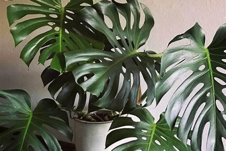 如何在阳台养龟背竹？需要注意什么？