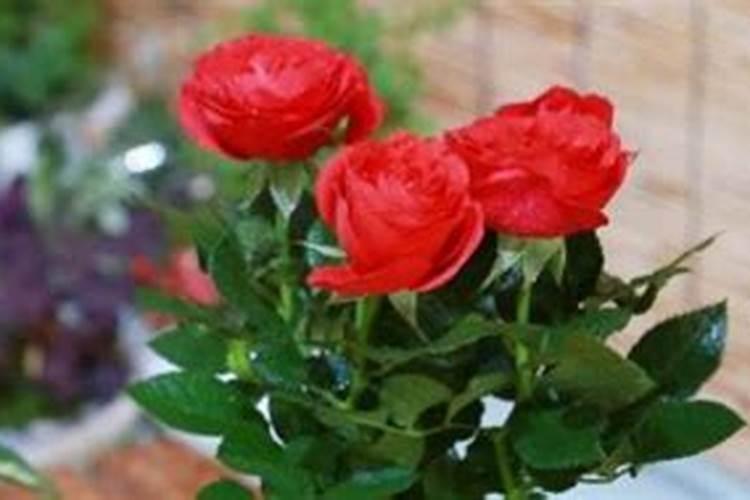 矿源黄腐酸钾啥时用比较好,矿源黄腐酸钾哪里有卖的,矿源黄腐酸钾每吨...