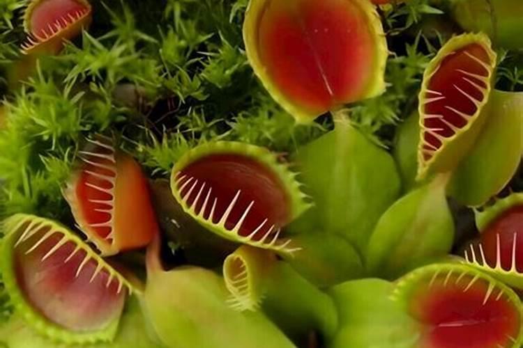 捕蝇草怎么养殖长得快