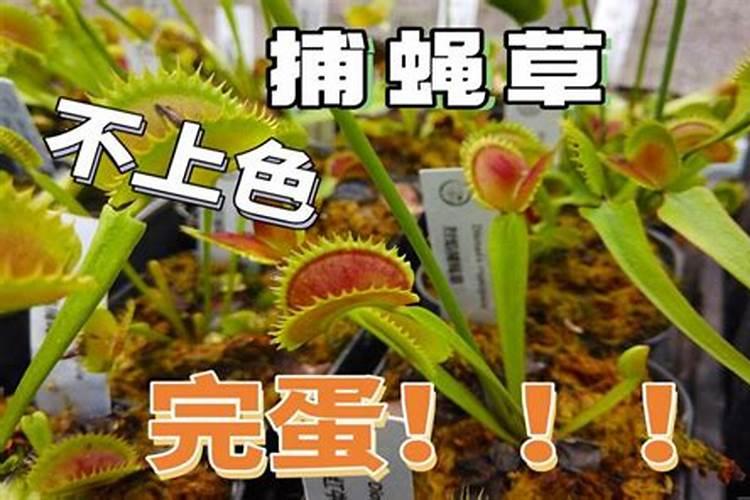 捕蝇草施什么肥最好