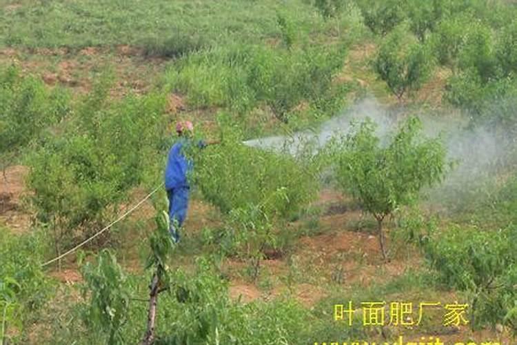 李子怎么施肥长得快？李子施什么肥增甜上传靓果？