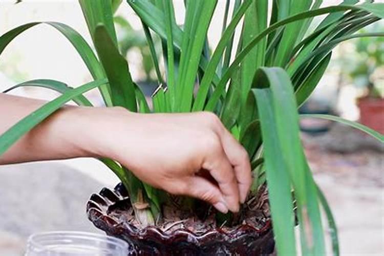 兰花如何施肥？