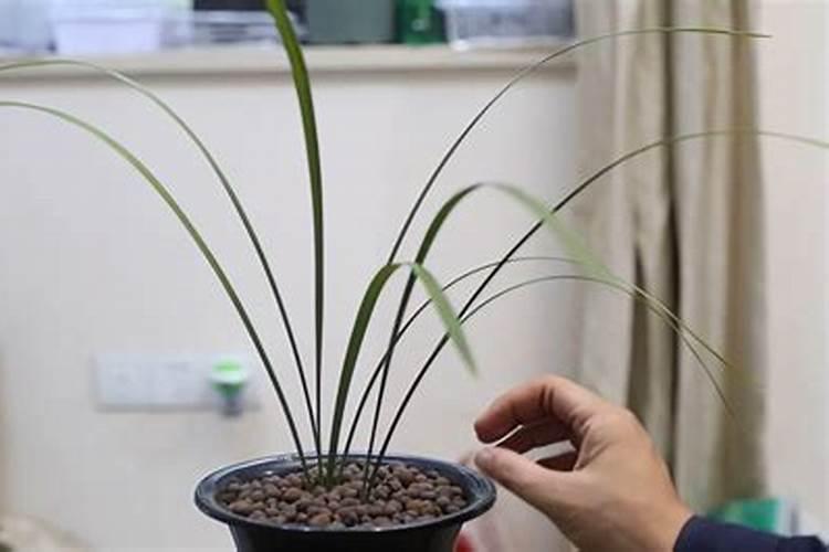 秋天兰花施什么肥料最佳