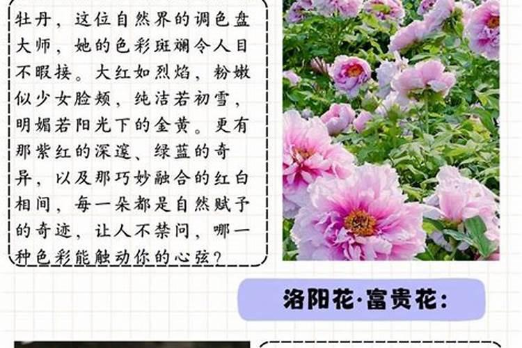 牡丹花怎么施肥,牡丹花施肥注意事项