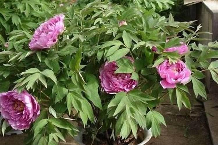 牡丹花怎么施肥 如果是新上盆的牡丹