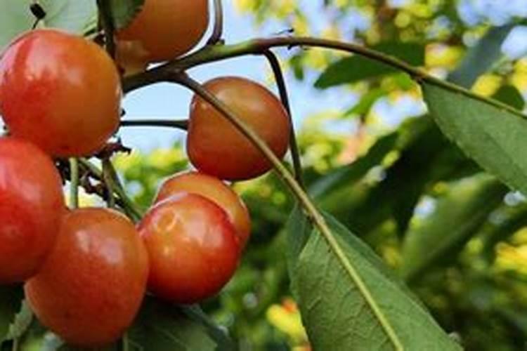 樱桃用什么果又大还亮还硬？
