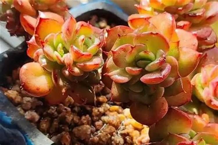 如何判断化肥的好坏