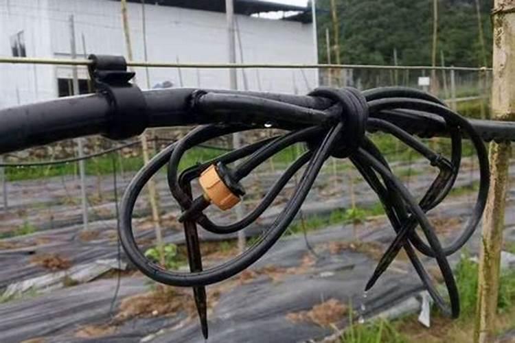 葡萄用尿素滴灌配比是多少？