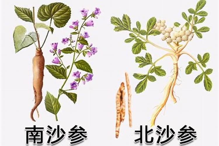 一年见效益的中药材有哪些