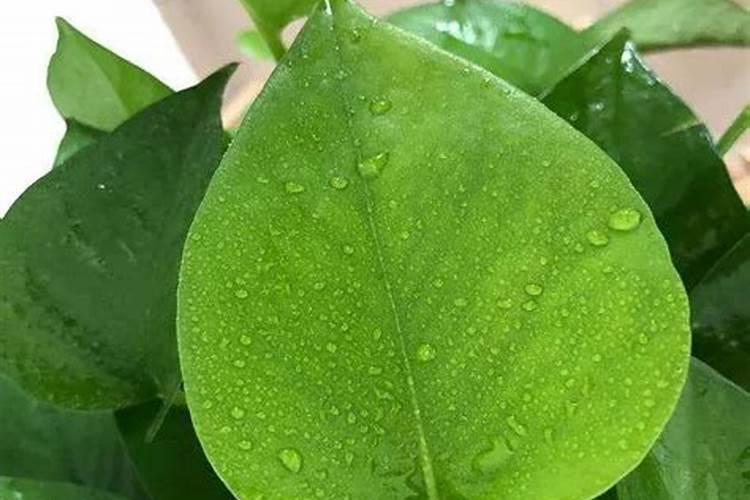 月季怎么施肥才枝粗花大