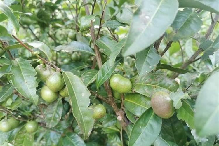 茶叶施磷肥选什么肥