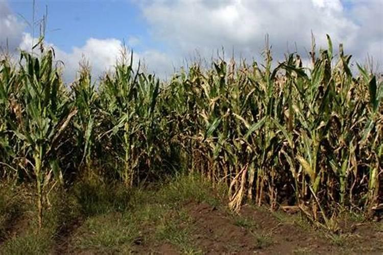 玉米叶面喷施肥有那些